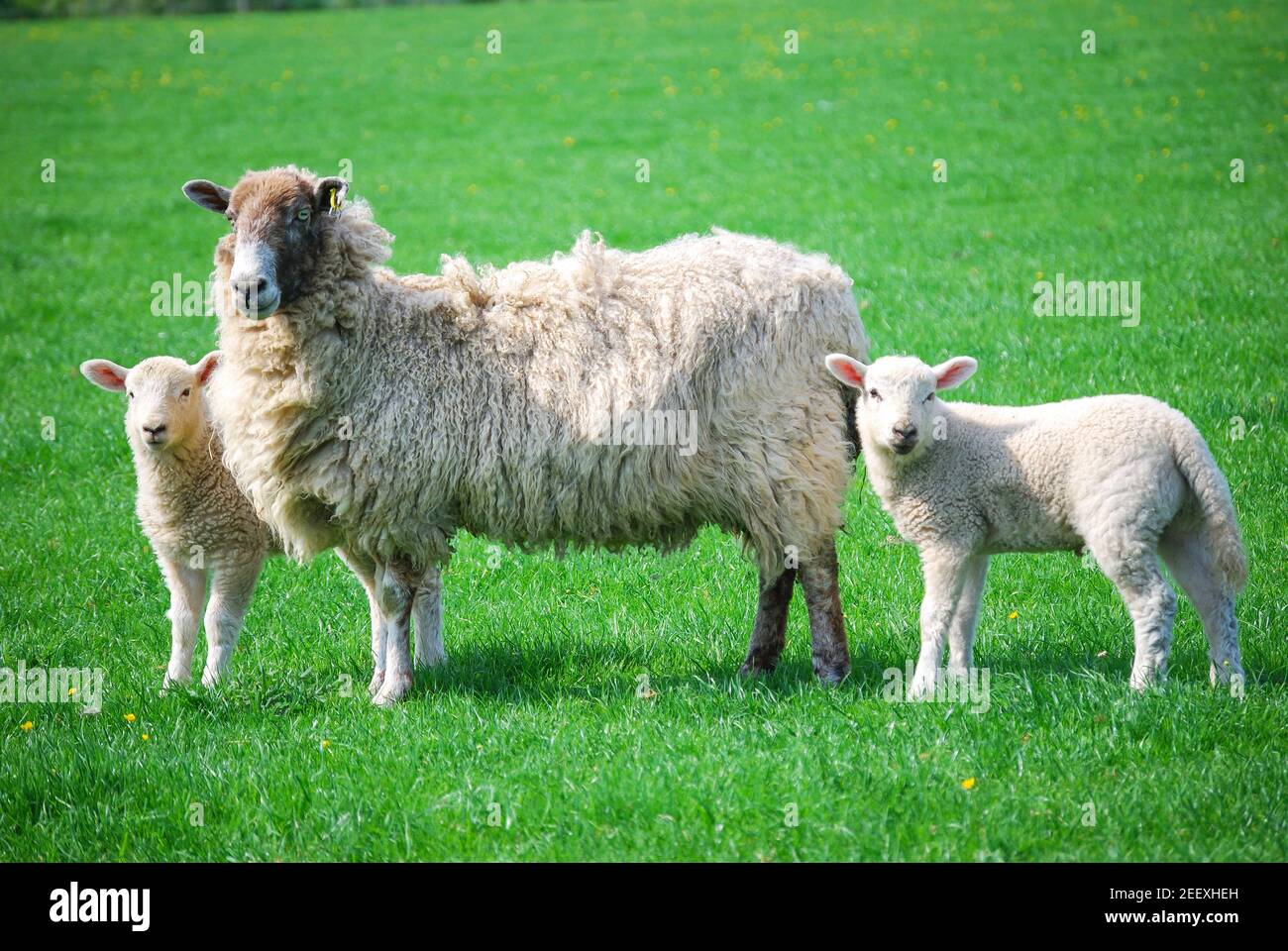 Ewe with lambs in field, Winkfield, Berkshire, England, United Kingdom Stock Photo