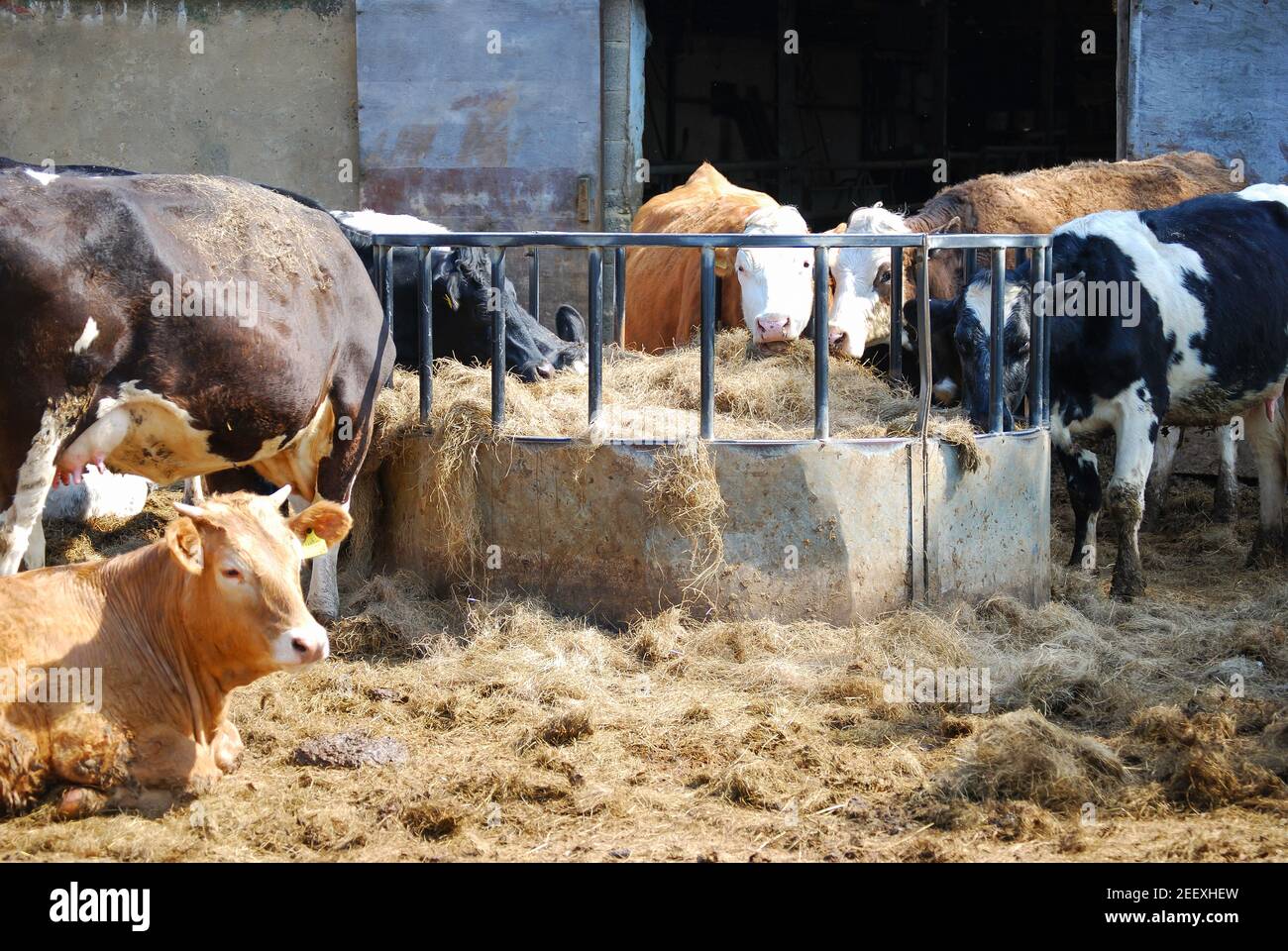 Dairy cattle feeding at trough in farmyard, Winkfield, Berkshire, England, United Kingdom Stock Photo