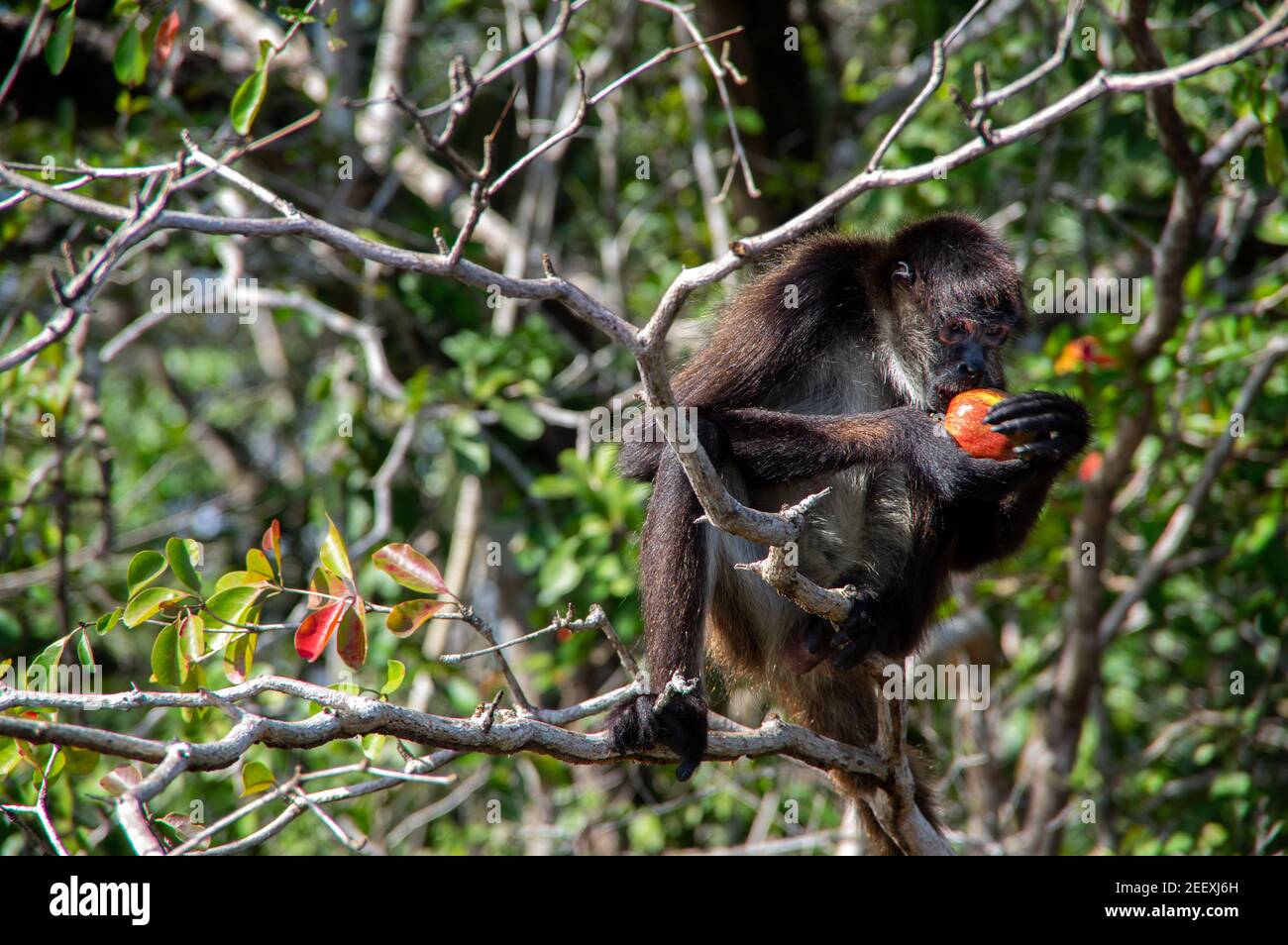 A spider monkey hi-res stock photography and images - Alamy