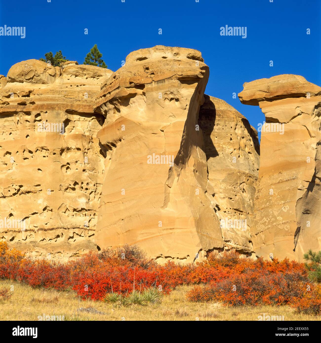 Colstrip Mt fall colors below sandstone cliffs near colstrip, montana Stock Photo ...