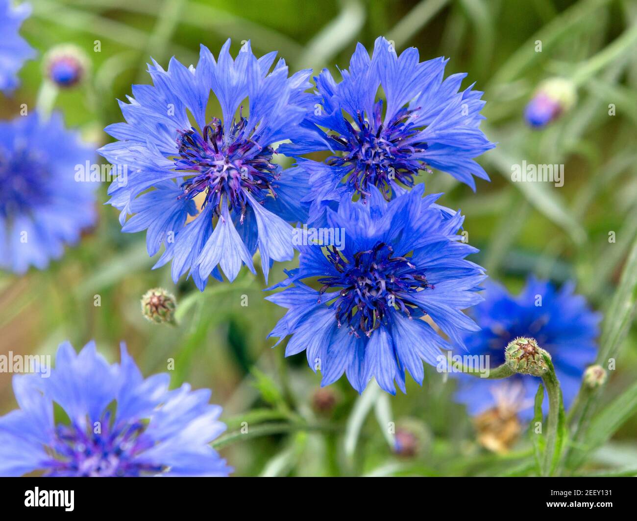 Blue flowers of cornflowers in the field. Blue cornflowers on green background. Blurred nature background with bokeh. Flowers as Background. Stock Photo