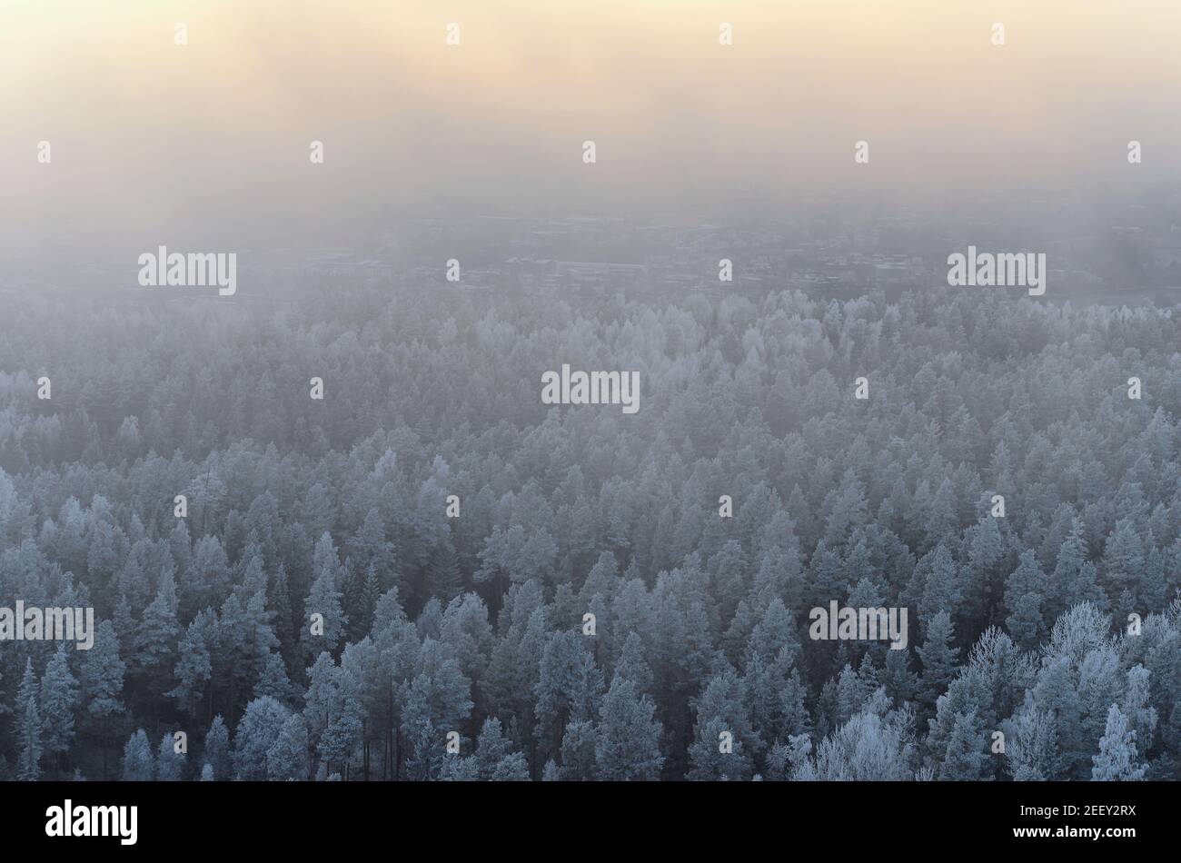 Thick fog covered coniferous forest hi-res stock photography and images ...
