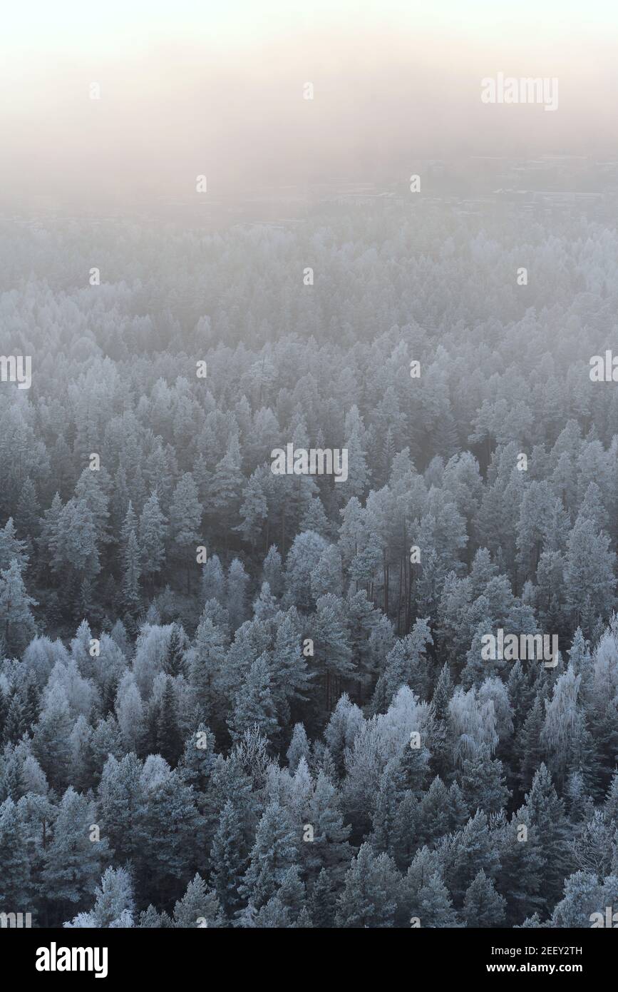 Thick fog covered coniferous forest hi-res stock photography and images ...