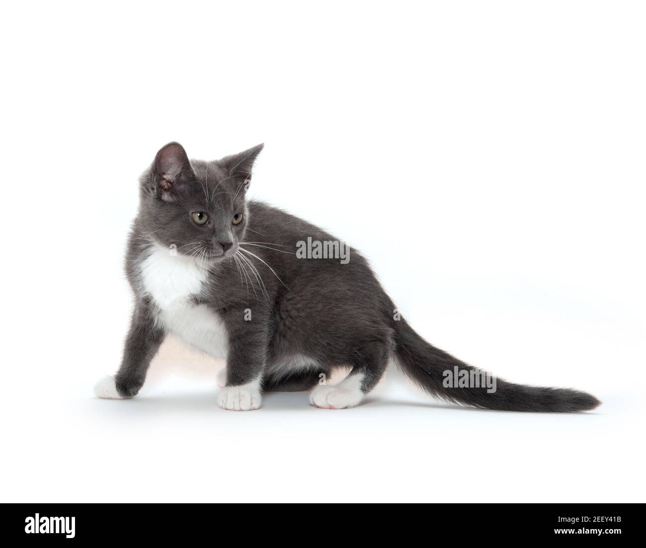 Cute white and gray kitten isolated on white background Stock Photo - Alamy