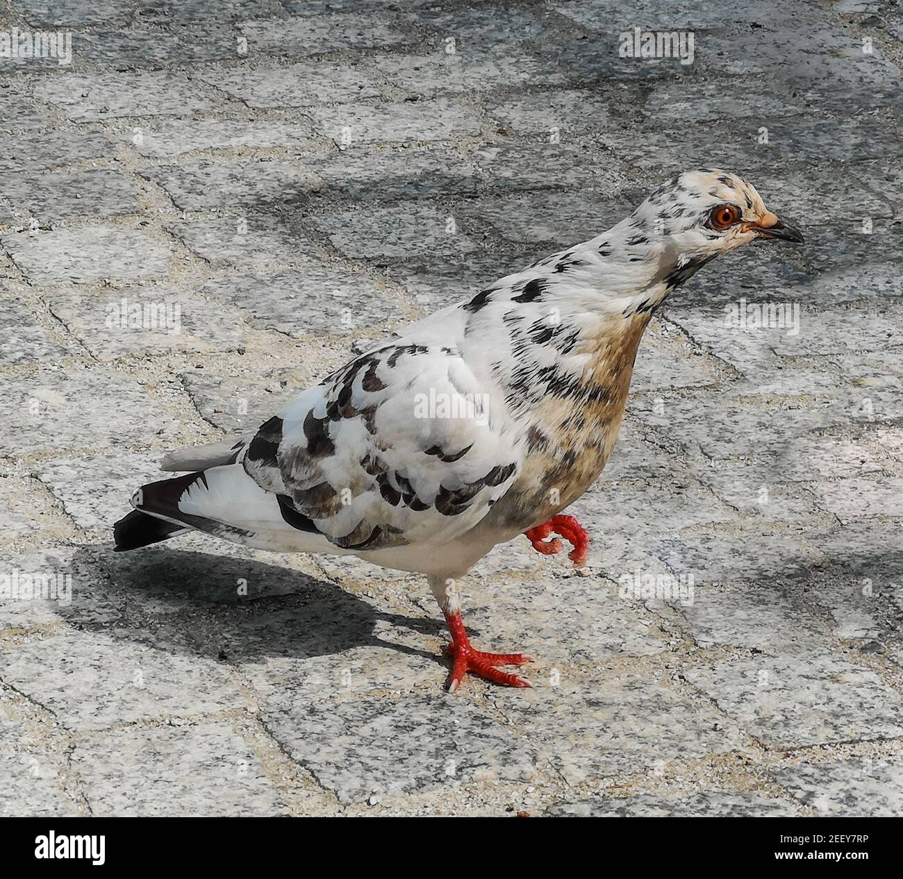 White pigeon with red eye walking on pavement in city center Stock Photo