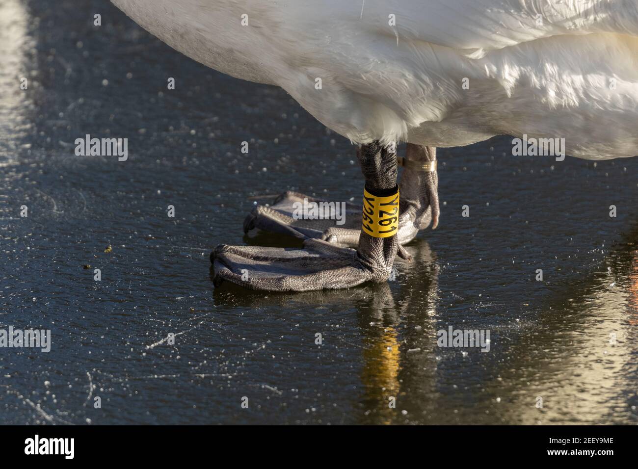 An adult mute swan leg with a ring number Stock Photo Alamy