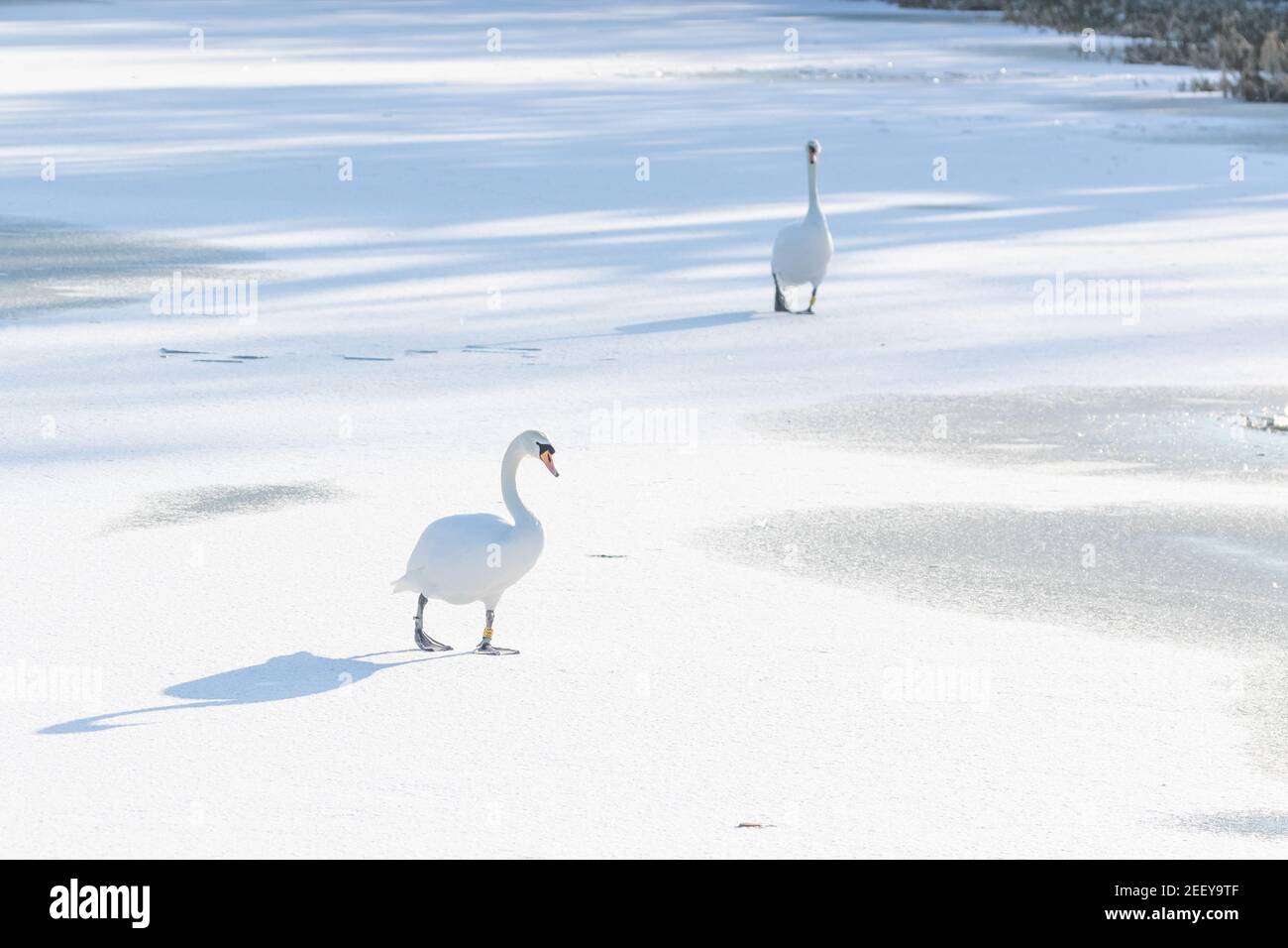 Mute swans walking on a snow covered frozen lake in Baildon, Yorkshire, England. Stock Photo