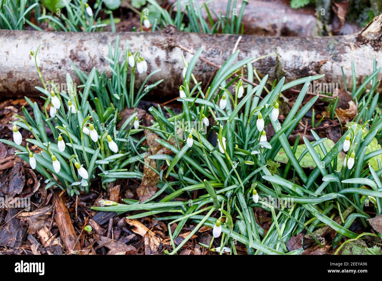Early snowdrops in Sunnyside Community Gardens as warmer weather encourages earlier flowering, London, UK. Plants are flowering a month earlier in the UK as the climate heats up, a study has found. Stock Photo