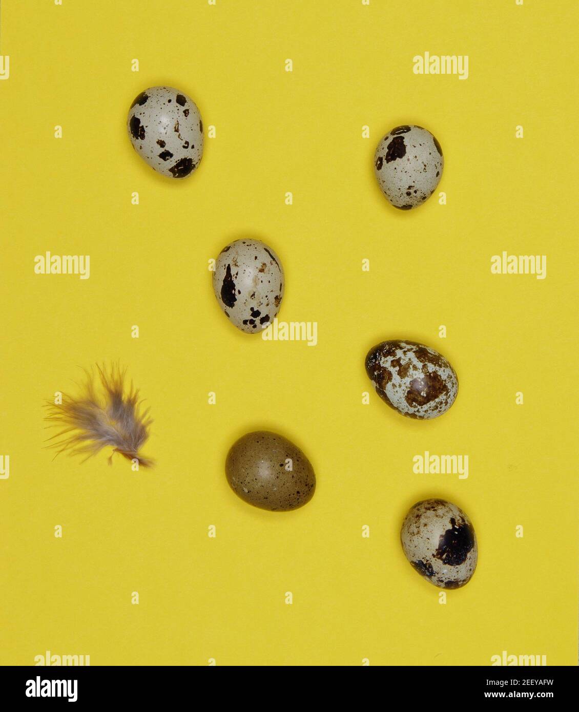 Quail eggs on yellow background with small feather Stock Photo
