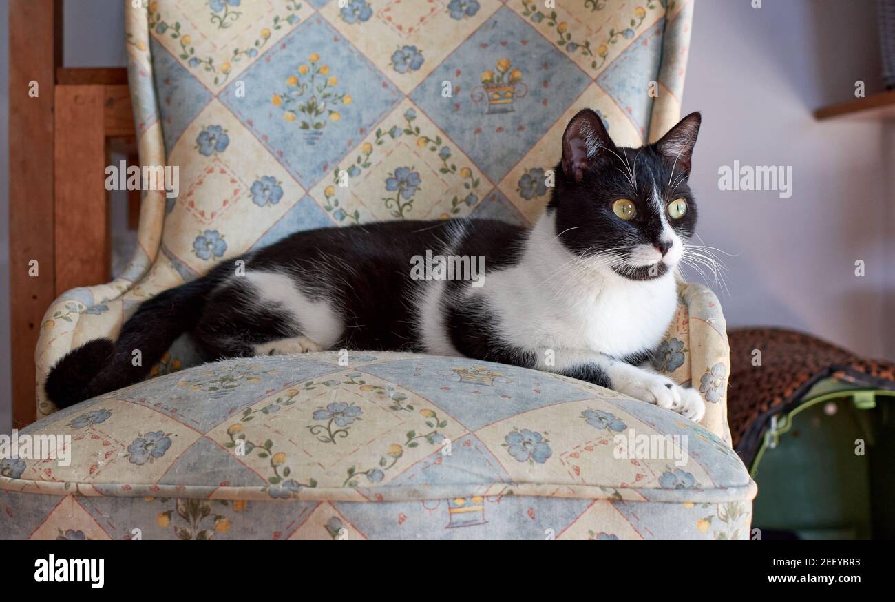 Black and white cat lying on a chair Stock Photo - Alamy