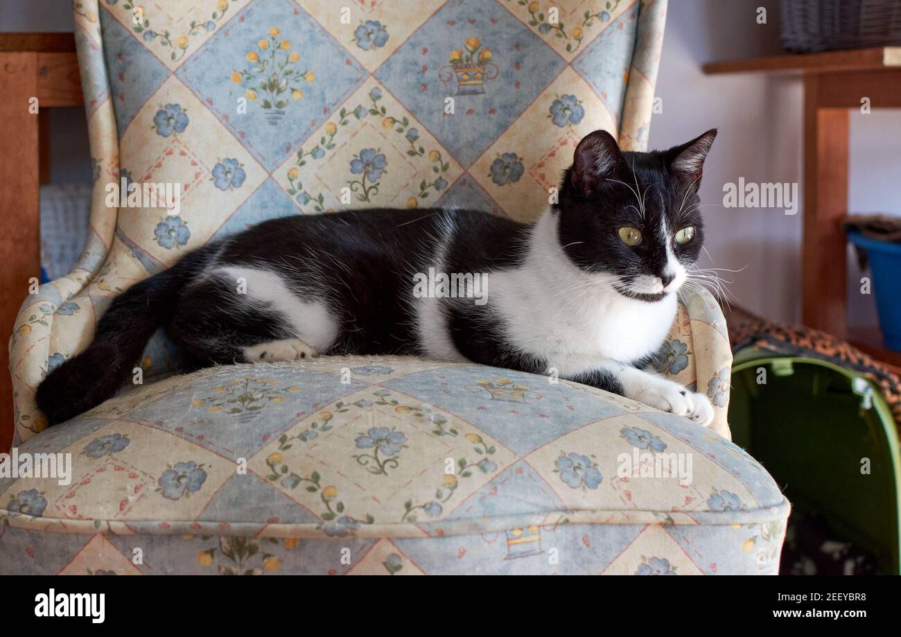 Black cat lying on chair hi-res stock photography and images - Alamy