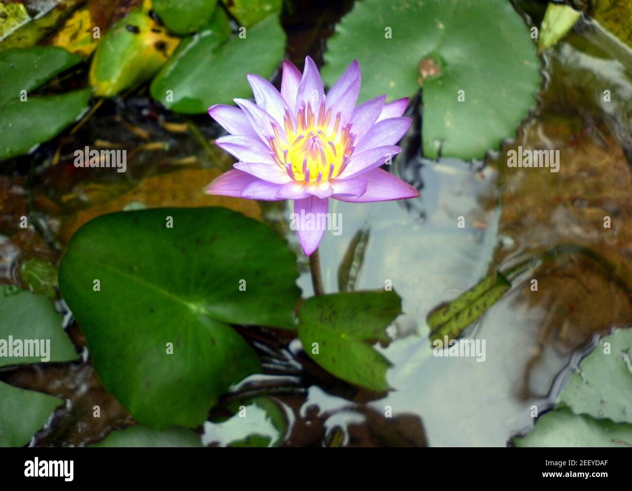 Close up of a purple water lily flower standing above the water on pond Stock Photo