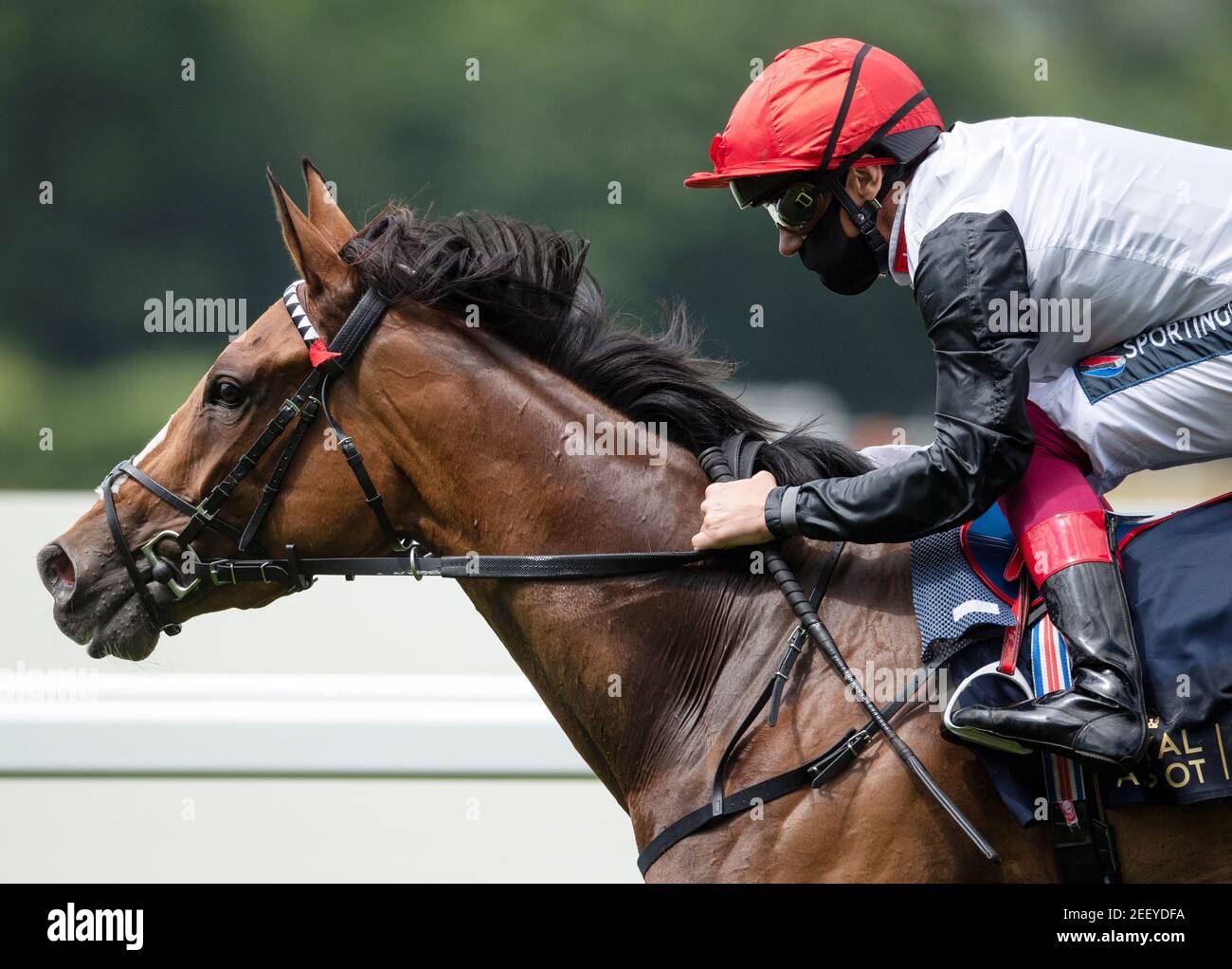 Horse Racing - Royal Ascot - Ascot Racecourse, Ascot, Britain - June 16, 2020 Frankly Darling ridden by Frankie Dettori wins the Ribblesdale Stakes, as racing resumes behind closed doors after the outbreak of the coronavirus disease (COVID-19) Edward Whitaker/Pool via Reuters Stock Photo