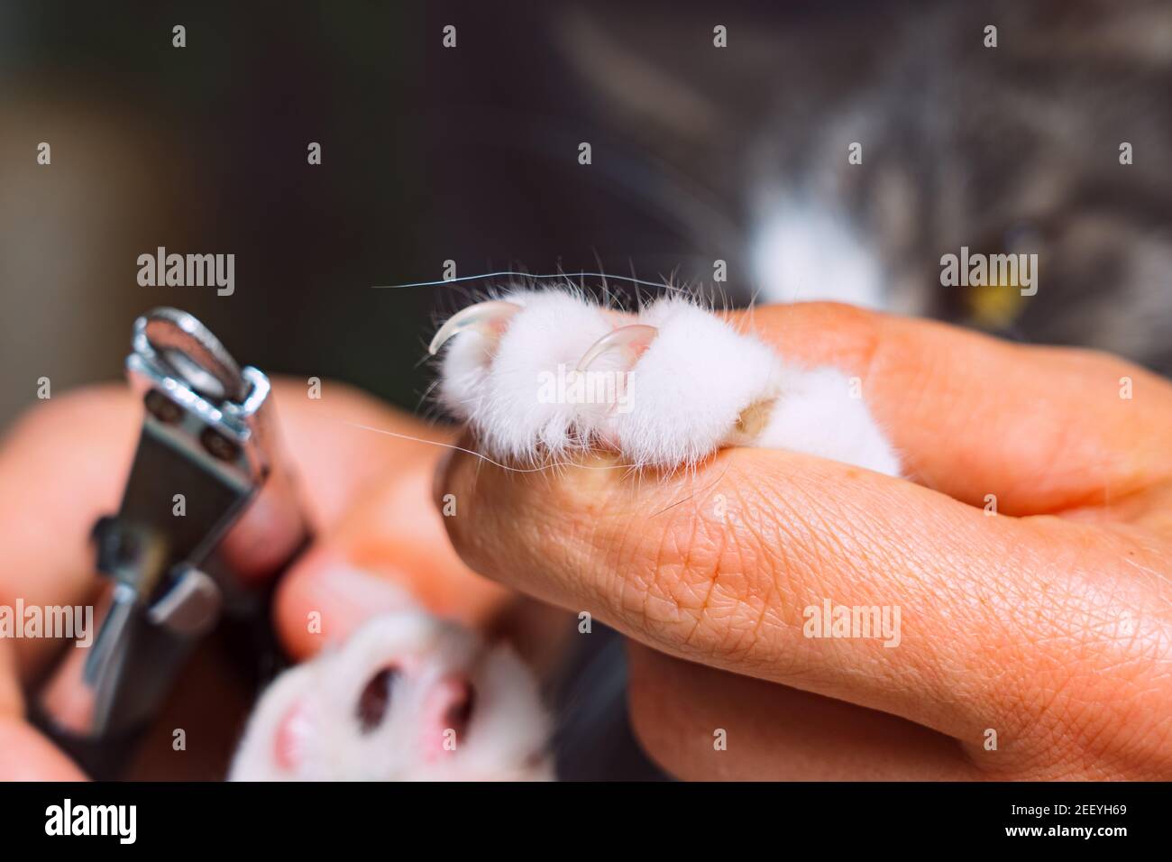 Можно стричь ногти кошкам. Стрижка когтей у кошек. Подстрижка когтей коту. Стричь ногти коту. Ножницы для обрезания когтей у кошек.
