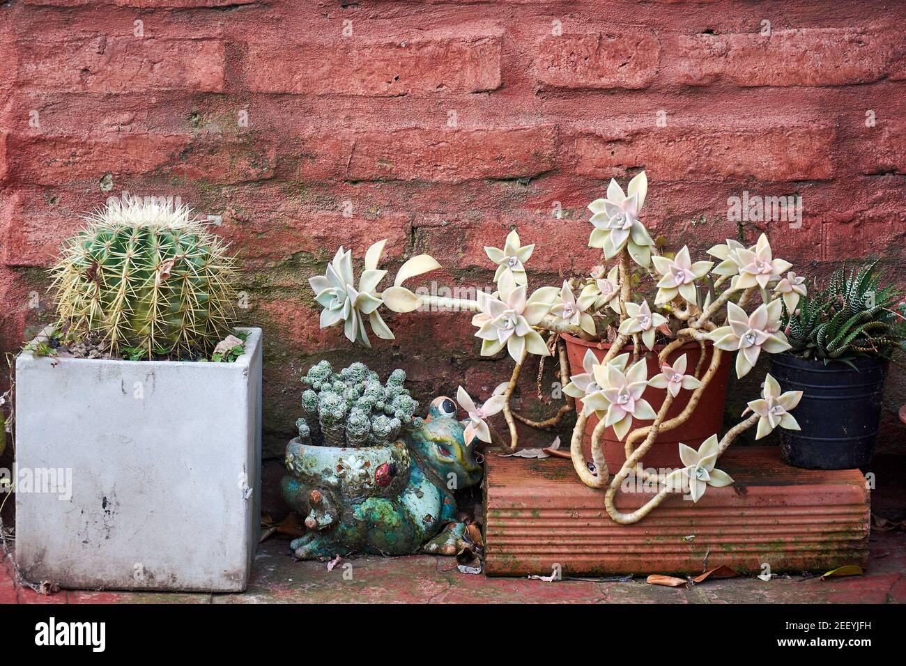 Succulent plants and cactus in plantpots against old wall of concrete and red bricks. Stock Photo