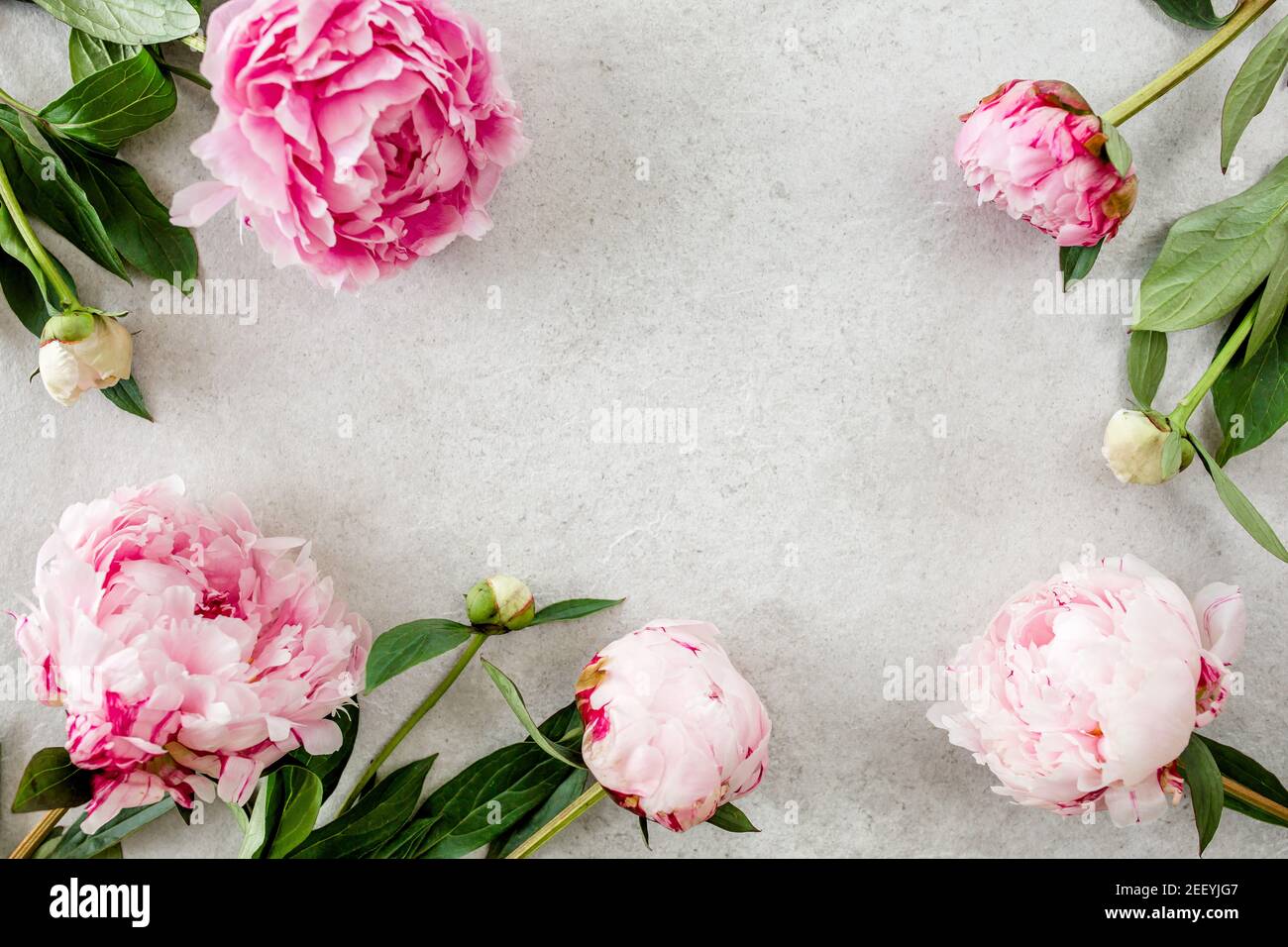 Frame made of pink peonies flower on gray background. Flat lay, top ...