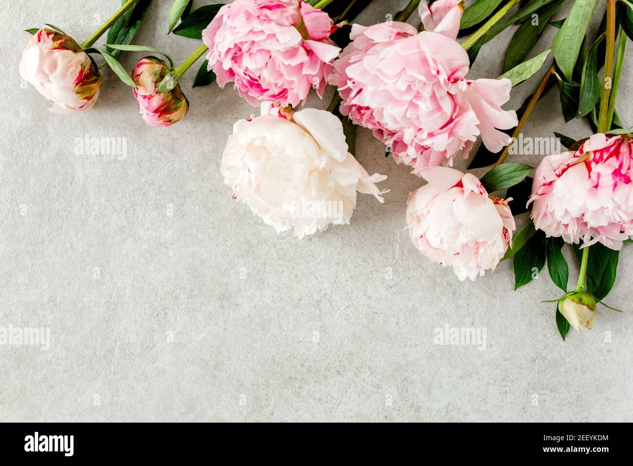 Frame made of pink peonies flower on gray background. Flat lay, top ...