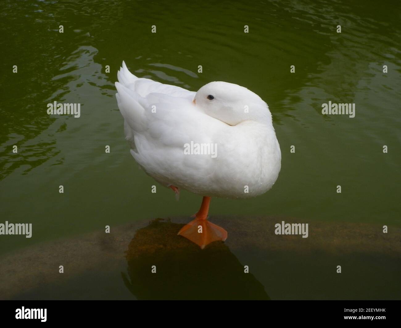 A white goose sitting on one leg in a pond and hide it's beak between it's wings Stock Photo