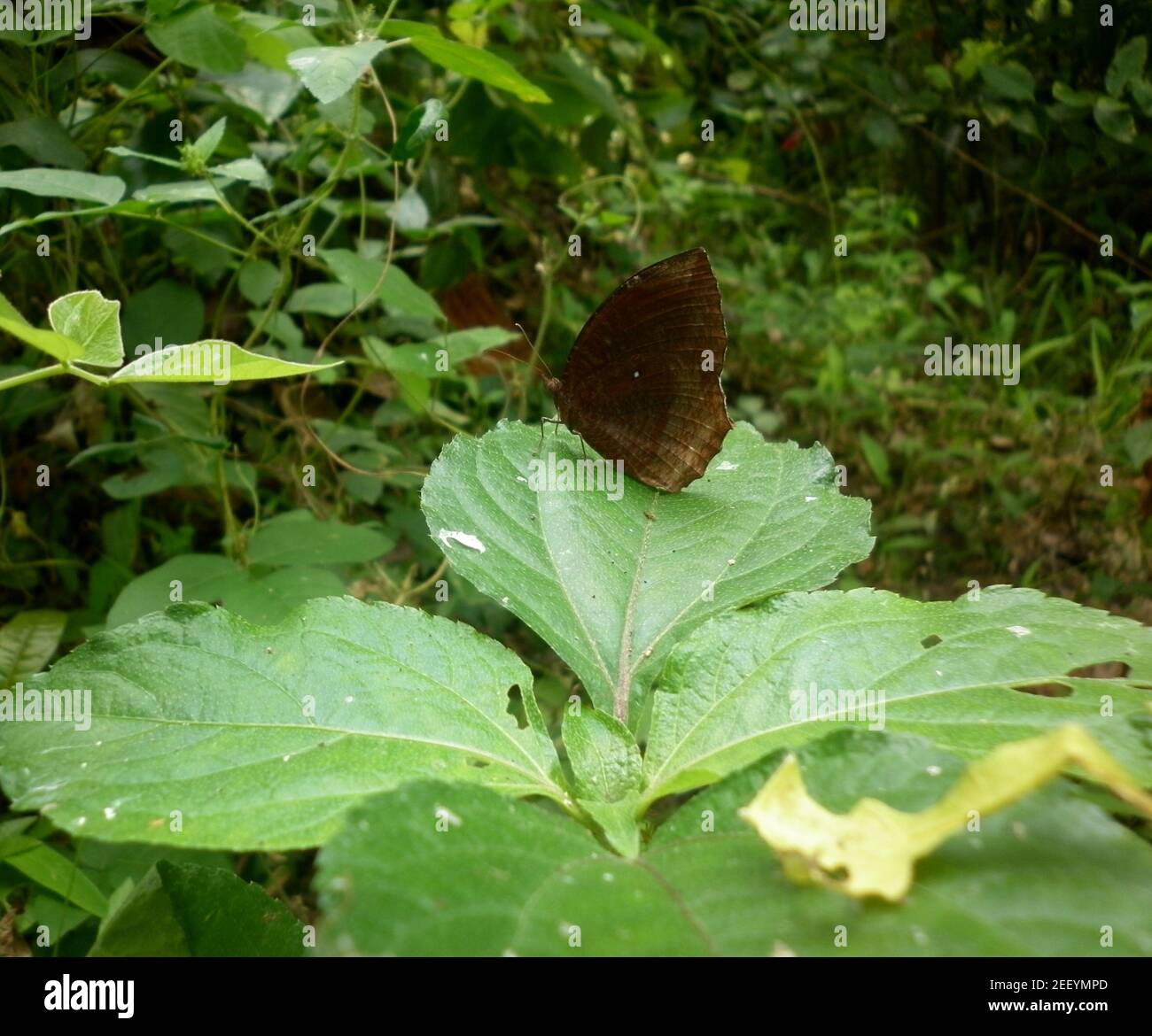 A common palm fly butterfly sitting on medium size leaf Stock Photo