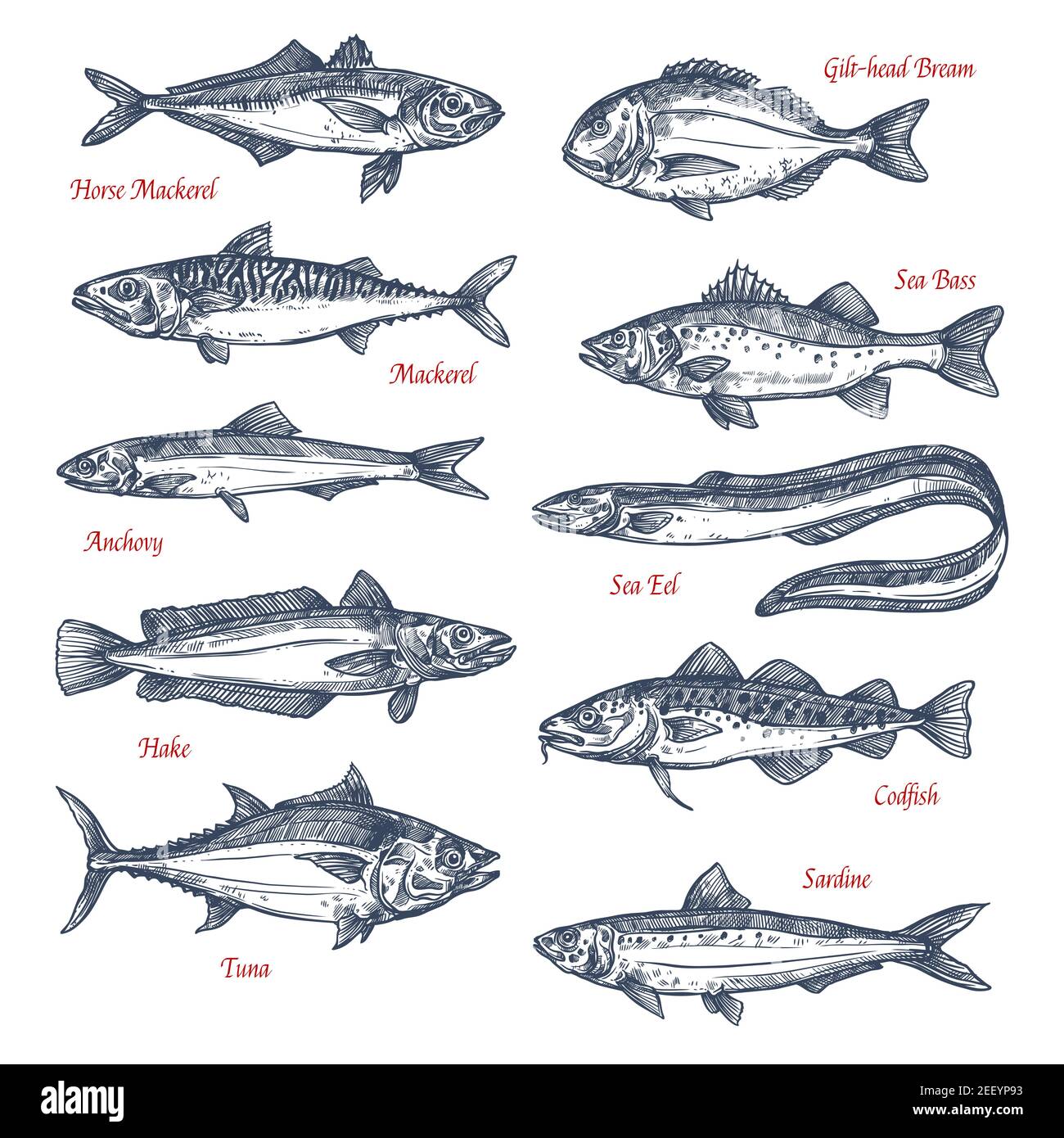 Fish species sketch icons set. Vector isolated horse mackerel, gilt