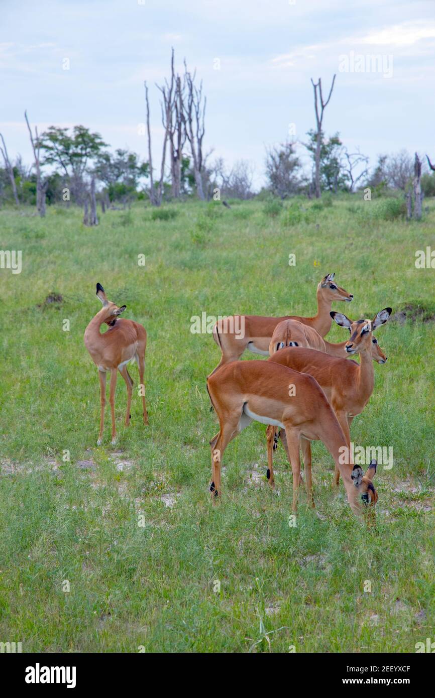 Impala (Aepyceros melampus). Females grazing. Moremi, Chobe, Savuti, National Parks, Okavango Delta, Botswana. Africa. African. Antelopes. Stock Photo