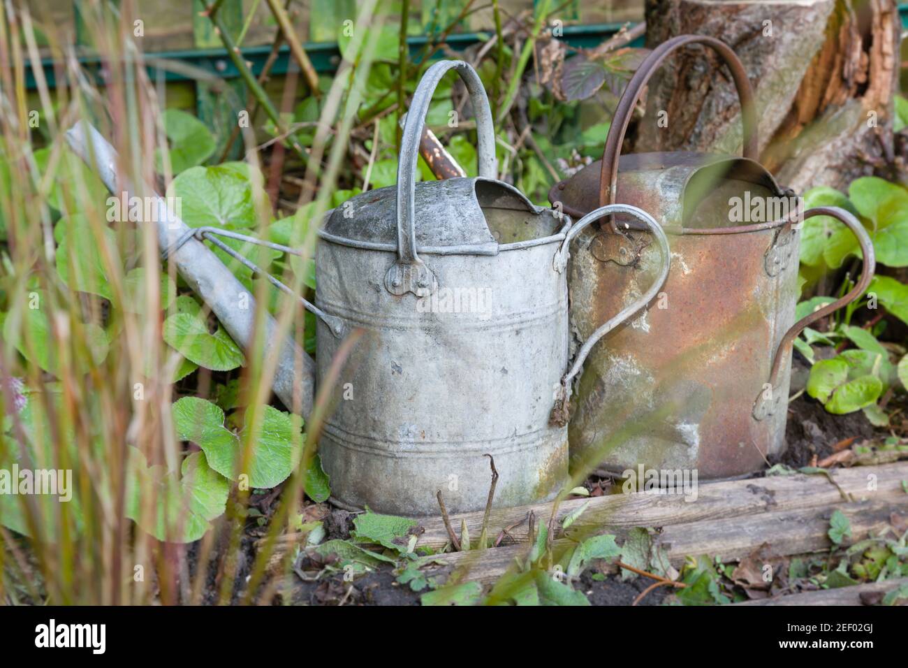 Old watering cans hires stock photography and images Alamy