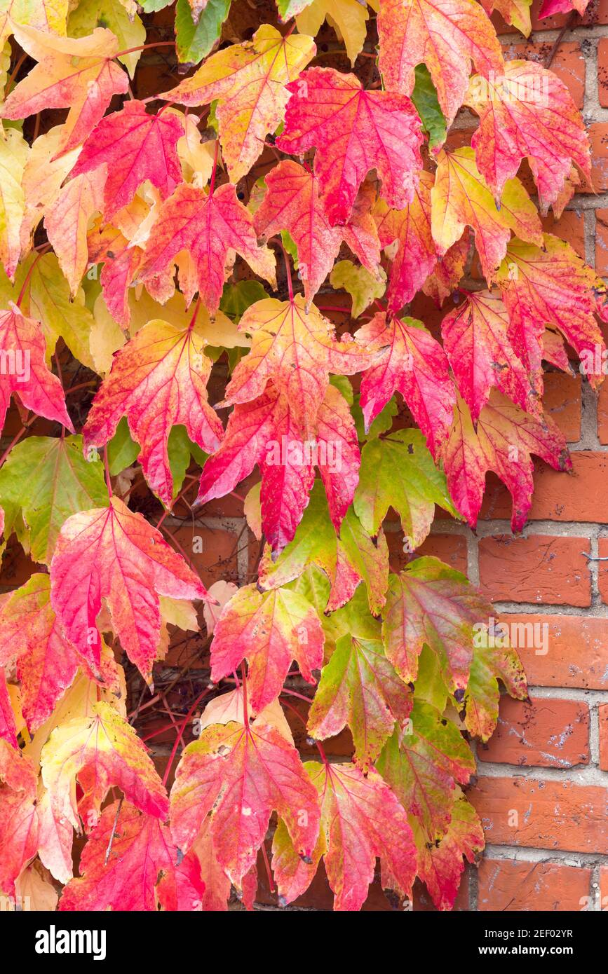 Boston ivy (parthenocissus tricuspidata) in autumn, red climbing ivy creeper growing on a wall, UK Stock Photo
