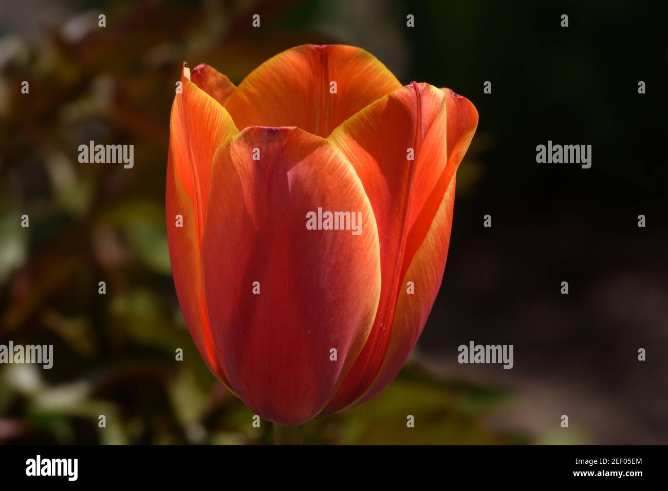 Tulip bud. Red tulip close-up. Red And Orange Tulip Flower. Macro of ...
