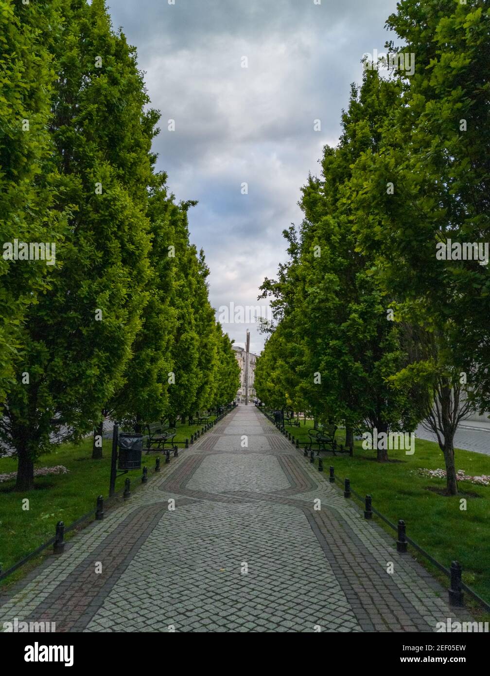 Gray Sidewalk between green thuja plants on sides and street Stock Photo