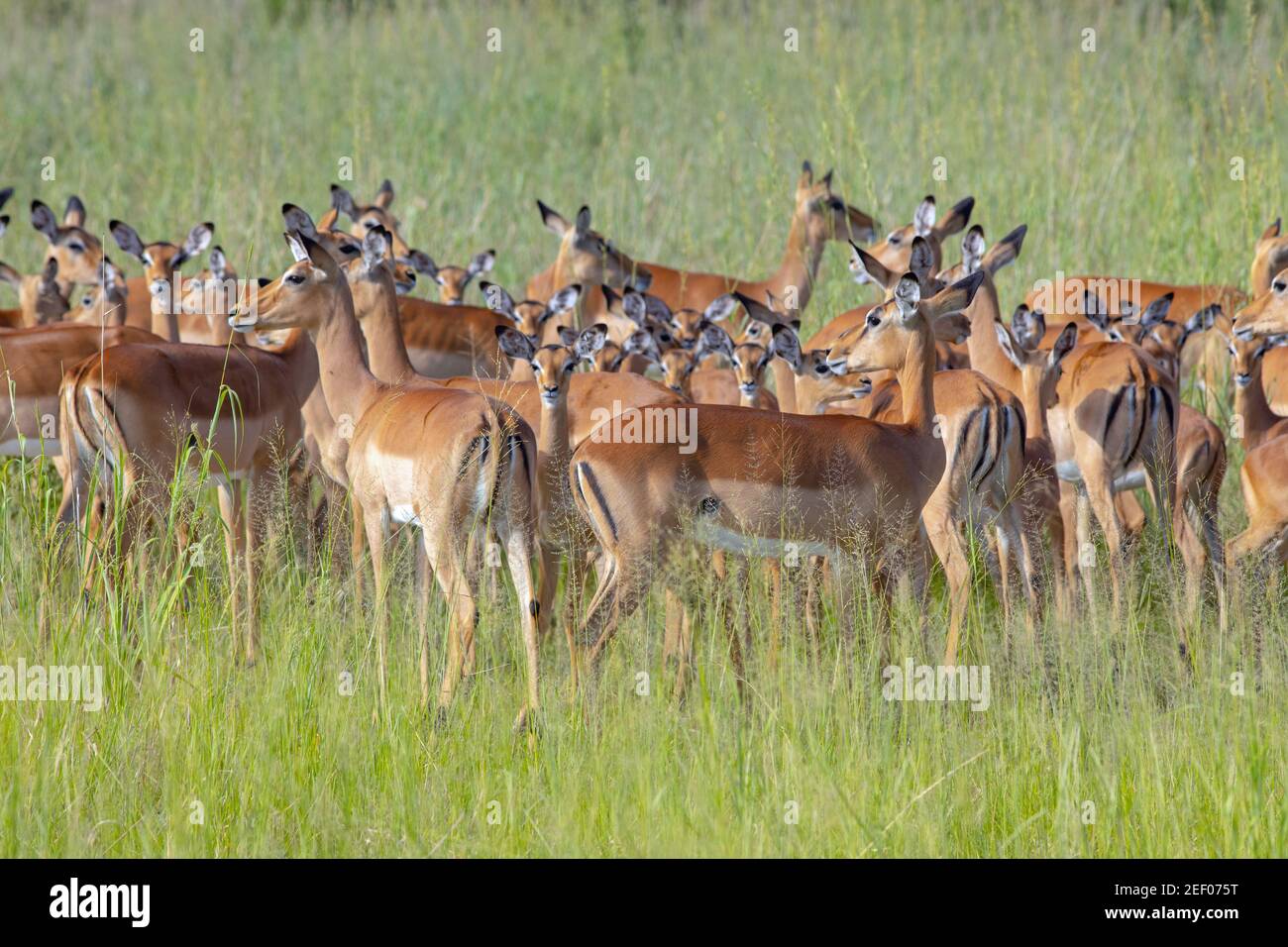 IMPALA (Aepycerus melampus). Herd of females  surrounding their young as a protective precaution against a perceived possible predator in the area. Stock Photo