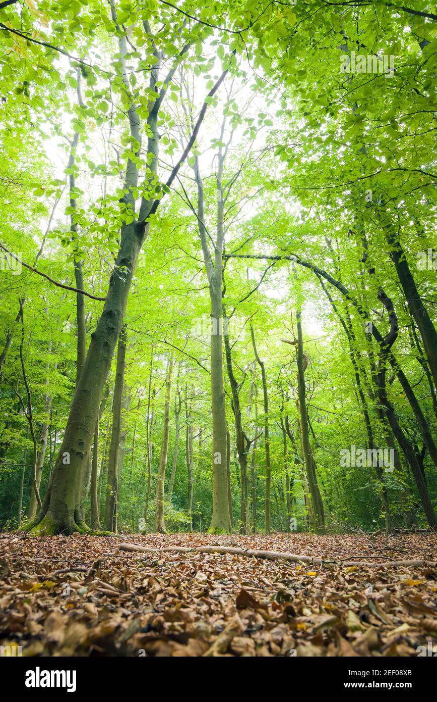 Beech trees in a woodland clearing in London green belt. Harrow Weald Common, London, UK Stock Photo