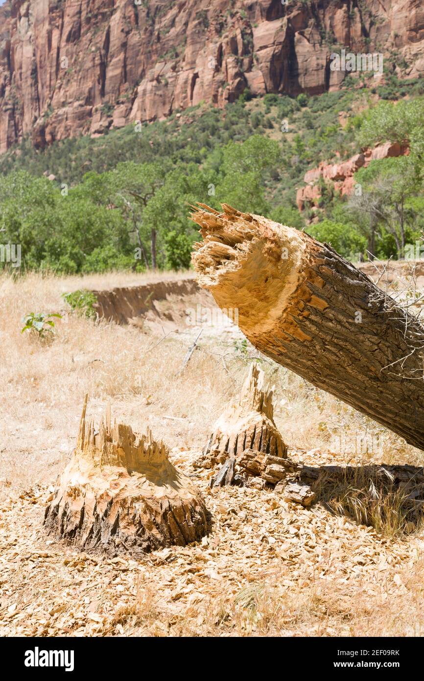 Tree felled by a North American beaver in Zion National Park, Utah, USA ...