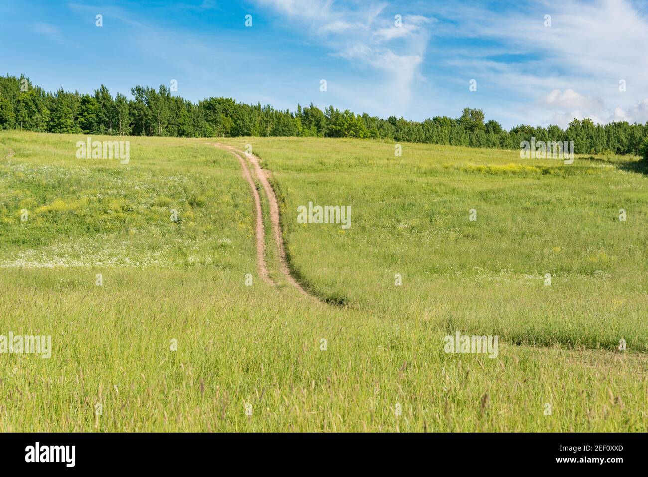 Field on slope of hill with forest on top and blue sky. Dirt road climbs up the hill. Summer countryside. Stock Photo