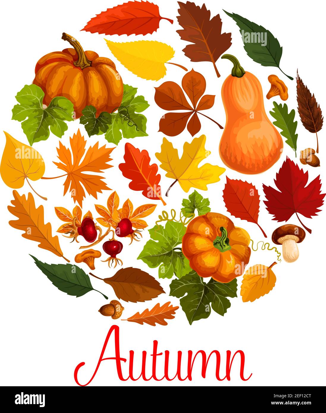 Fall season poster of autumn leaf and pumpkin. Orange maple leaves and ...