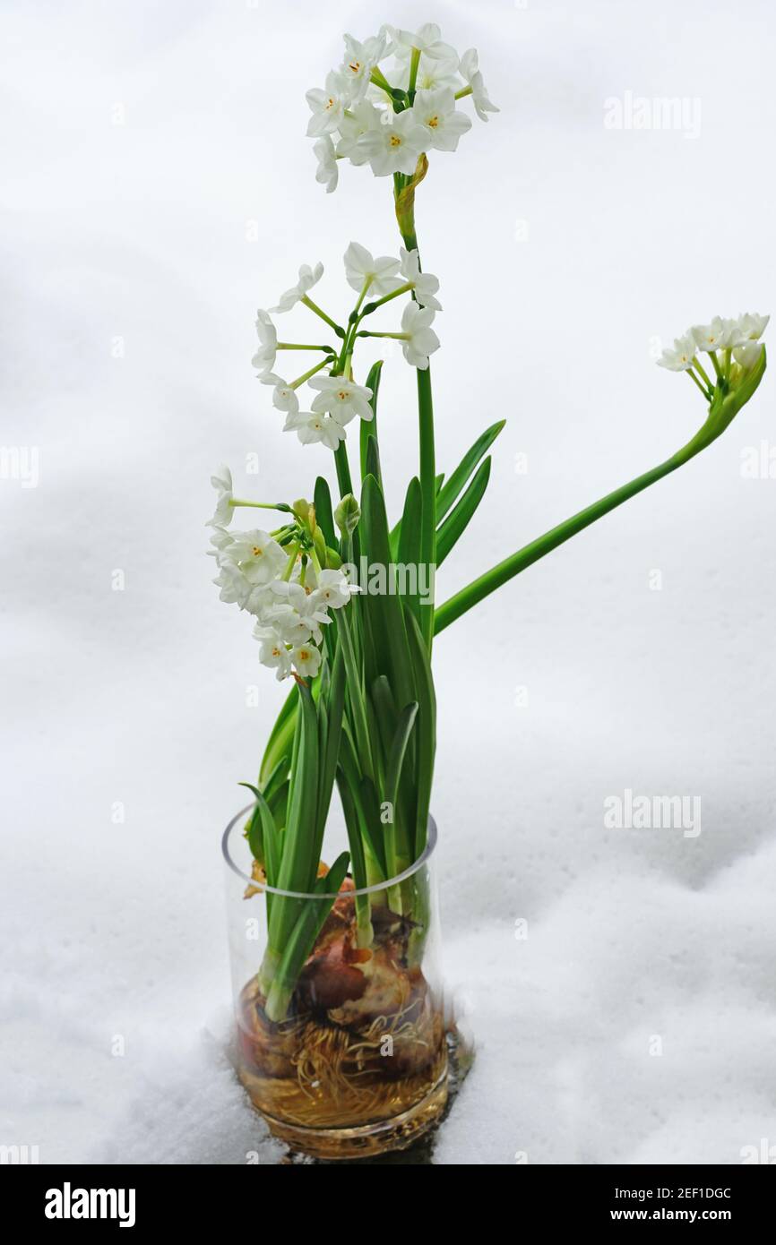 White paperwhite narcissus bulb flowers forced in winter in the snow