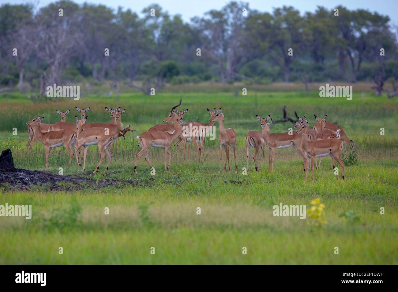 Impala (Aepyceros melampus). Herd with the horned male standing in the middle, unhorned females, in an anxious pose, surrounding. Group behaviour when Stock Photo