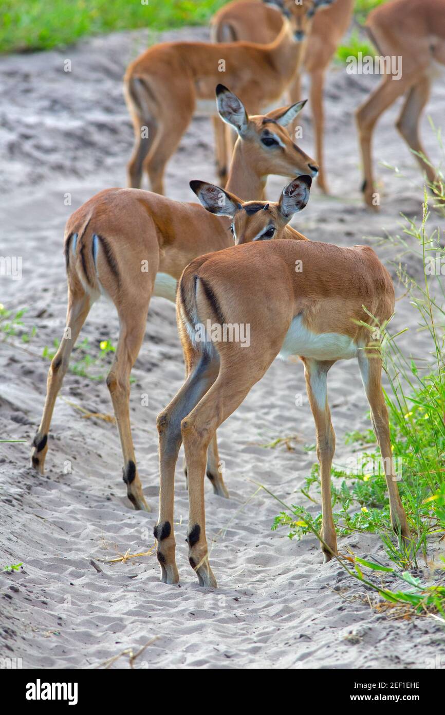 Impala (Aepyceros melampus). Antelope.  Rear views of immature, younger animals asscociating together. Note ‘horn buds’ on the forehead of the nearest Stock Photo