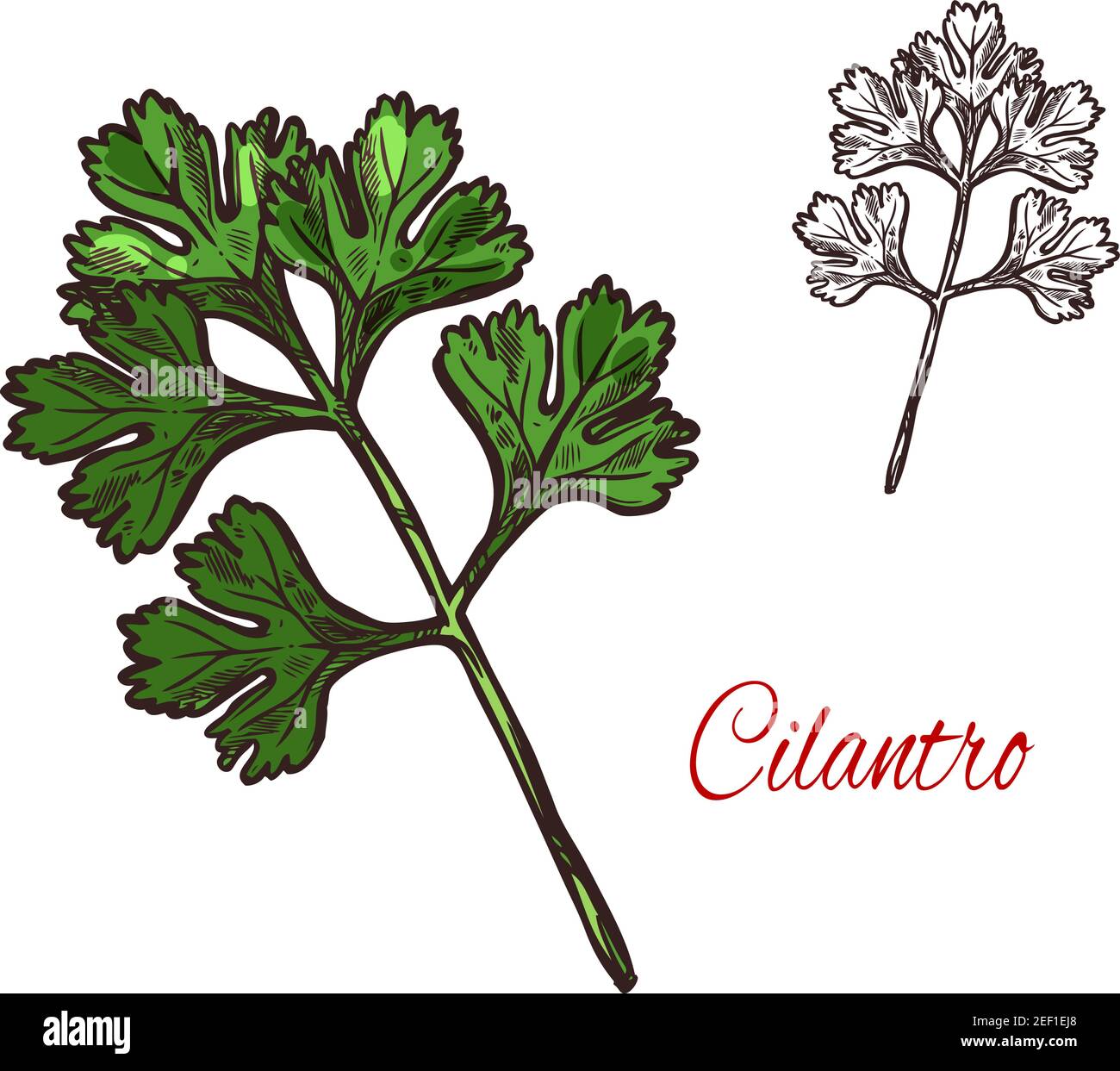 Coriander or cilantro plant isolated sketch of spice herb. Chinese parsley fresh green leaf and