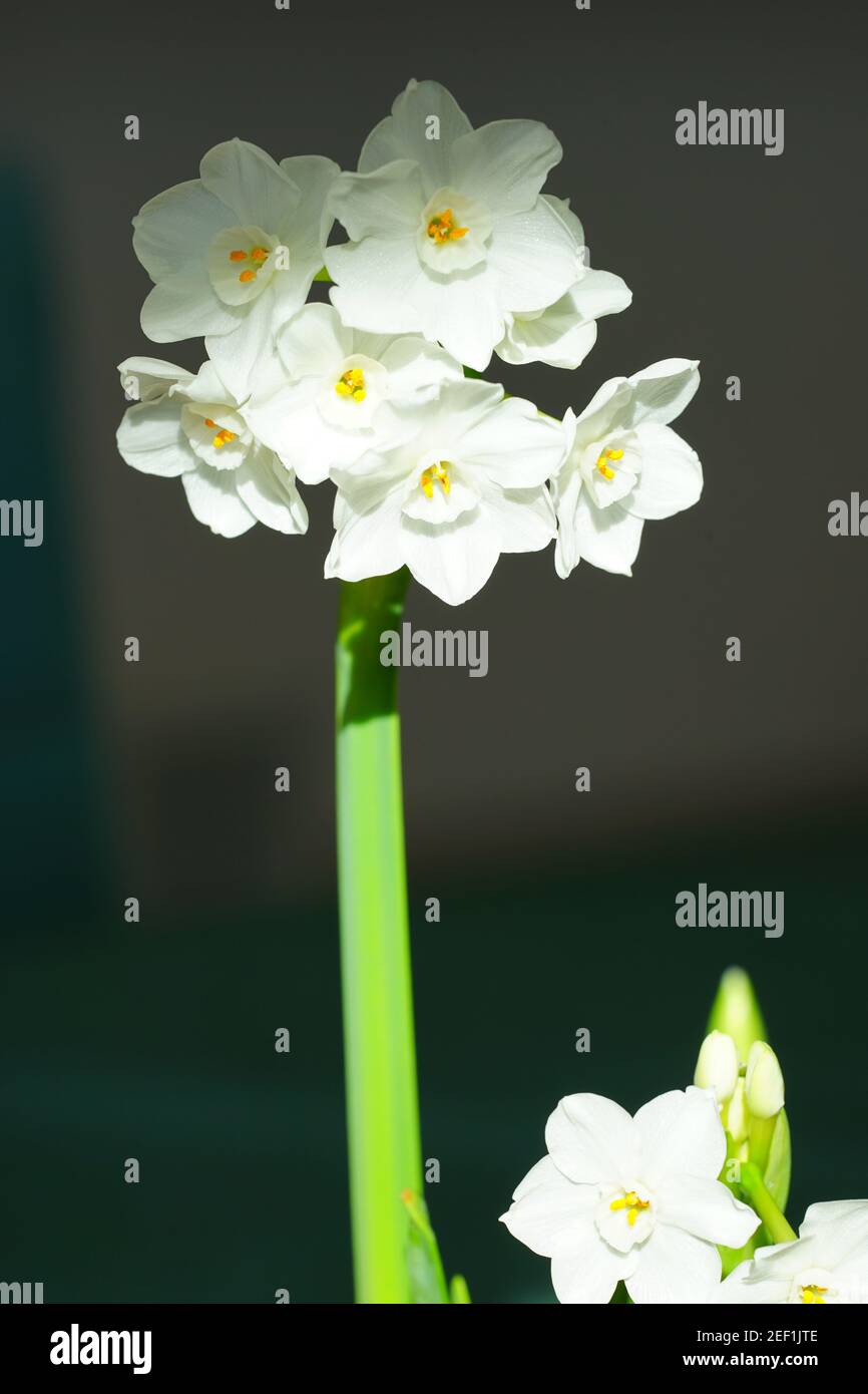 White paperwhite narcissus bulb flowers forced in winter Stock Photo