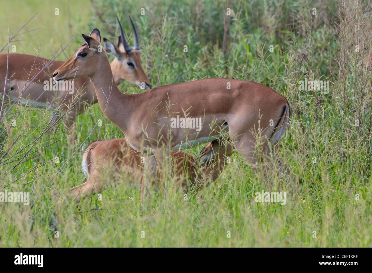 Impala (Aepyceros melampus). Antelope. Horned, younger male left, behind. Adult lactating female  with suckling young feeding in front., partiaaly scr Stock Photo