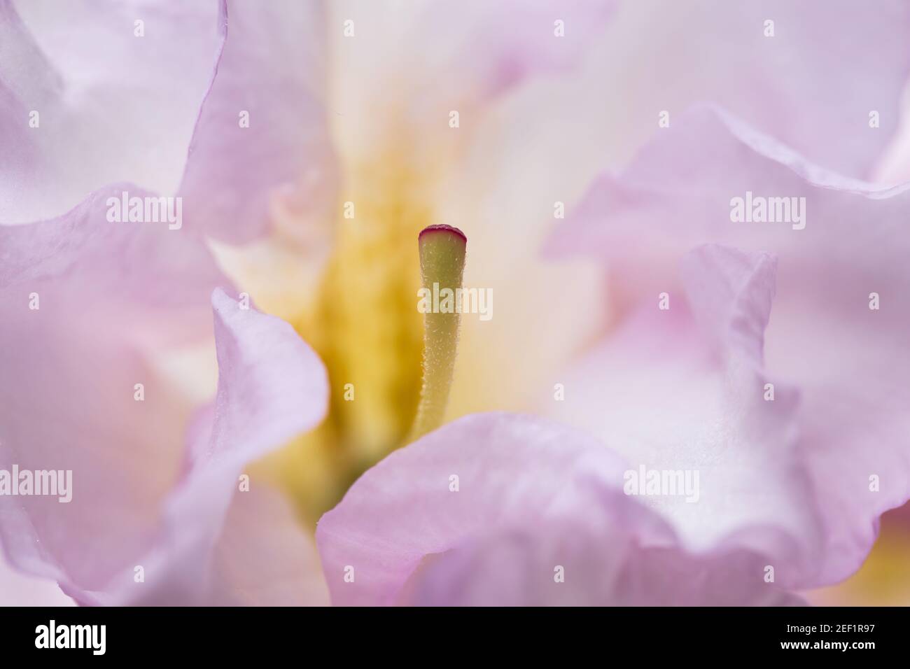 Macro image of a Rhododendron flower. Stock Photo