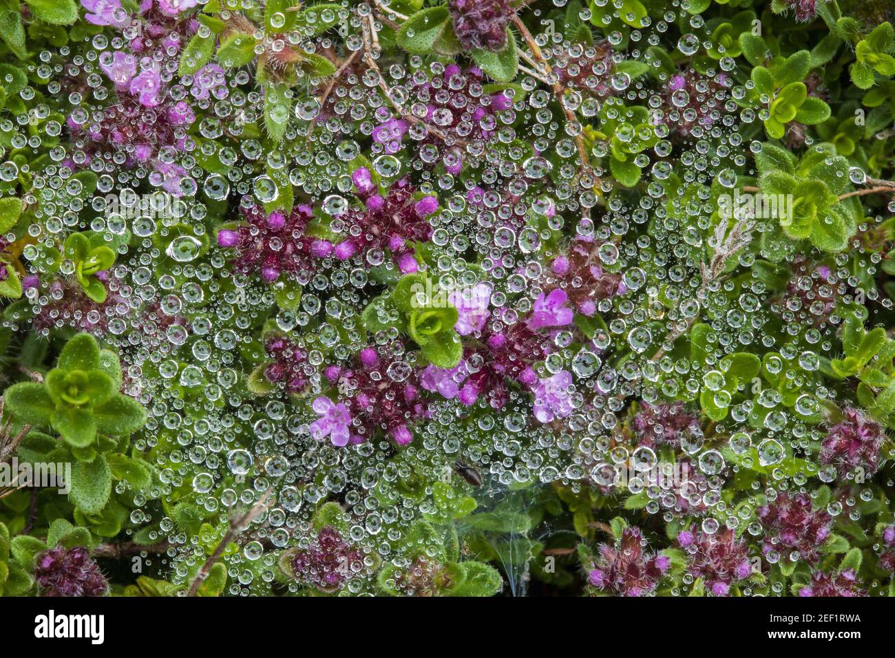 Creeping thyme hires stock photography and images Alamy