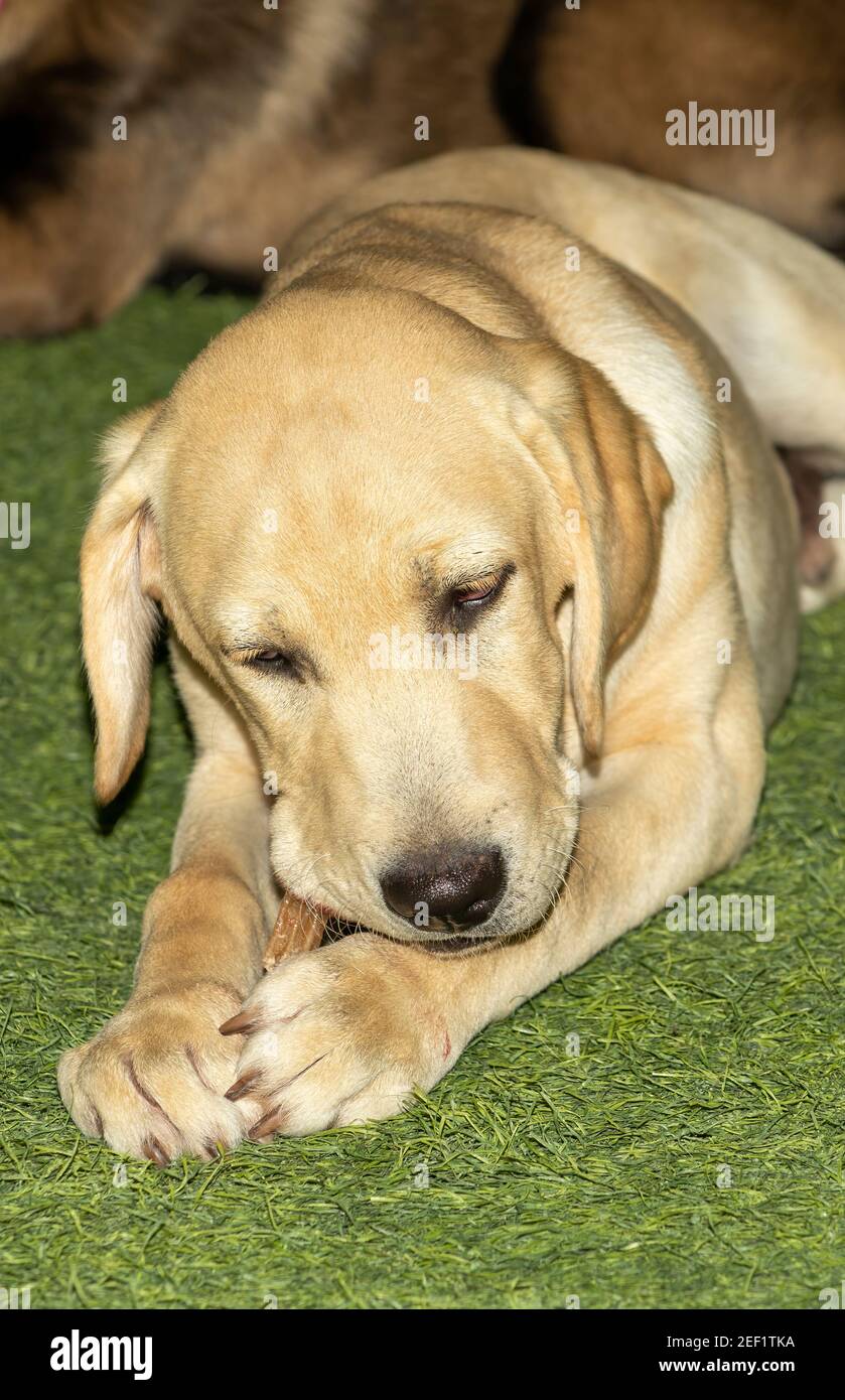 Image showcasing Labrador eating grass hi-res stock photography and images - Alamy