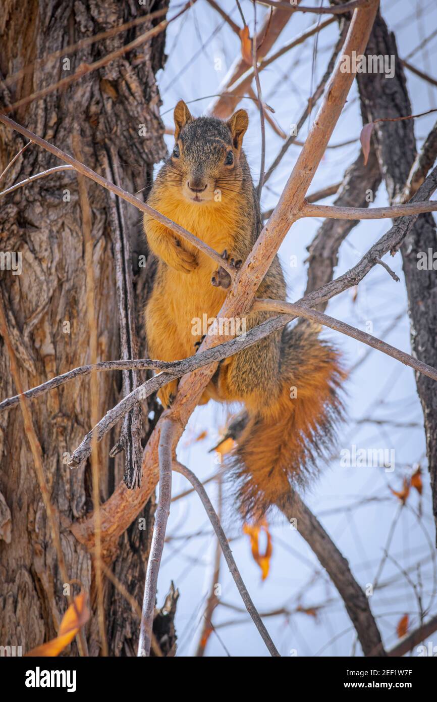 Eastern Fox Squirrel (Sciurus niger) sitting in Cottonwood tree in winter, Castle Rock Colorado USA. Photo taken in December. Stock Photo