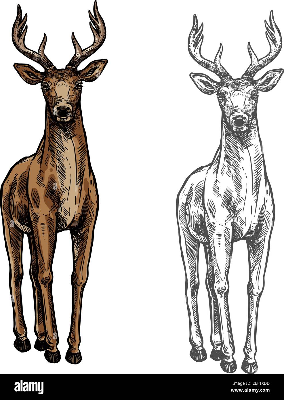 Elk wild animal sketch vector icon front view. Wild elk hind or stag wapiti mammal deer or moose species for wildlife fauna and zoology or hunting tro Stock Vector