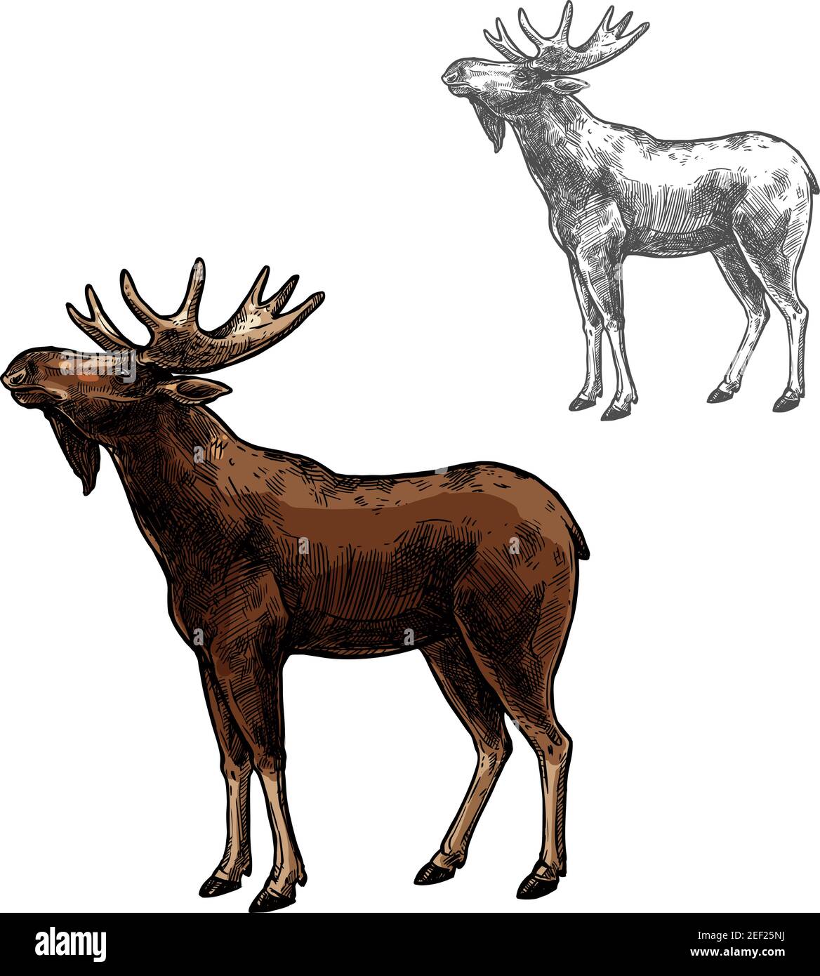 Elk wild animal sketch vector icon side view. Wild mammal elk or moose species for wildlife fauna and zoology or hunting sport team trophy symbol and Stock Vector