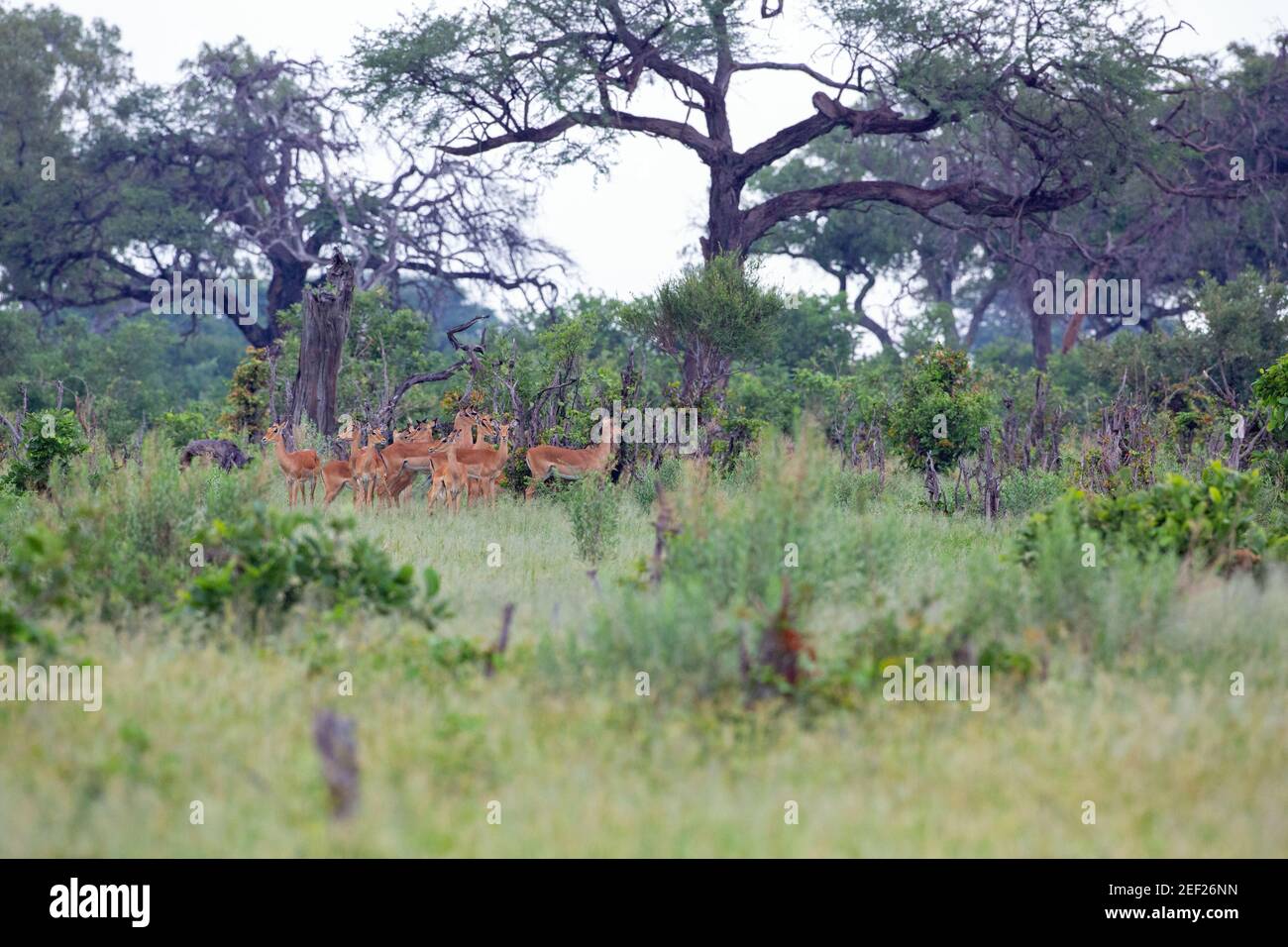 Impala (Aepyceros melampus). Twelve females bunched closely together amongst woodland cover, expressing anxiety over near distant possible approach of Stock Photo