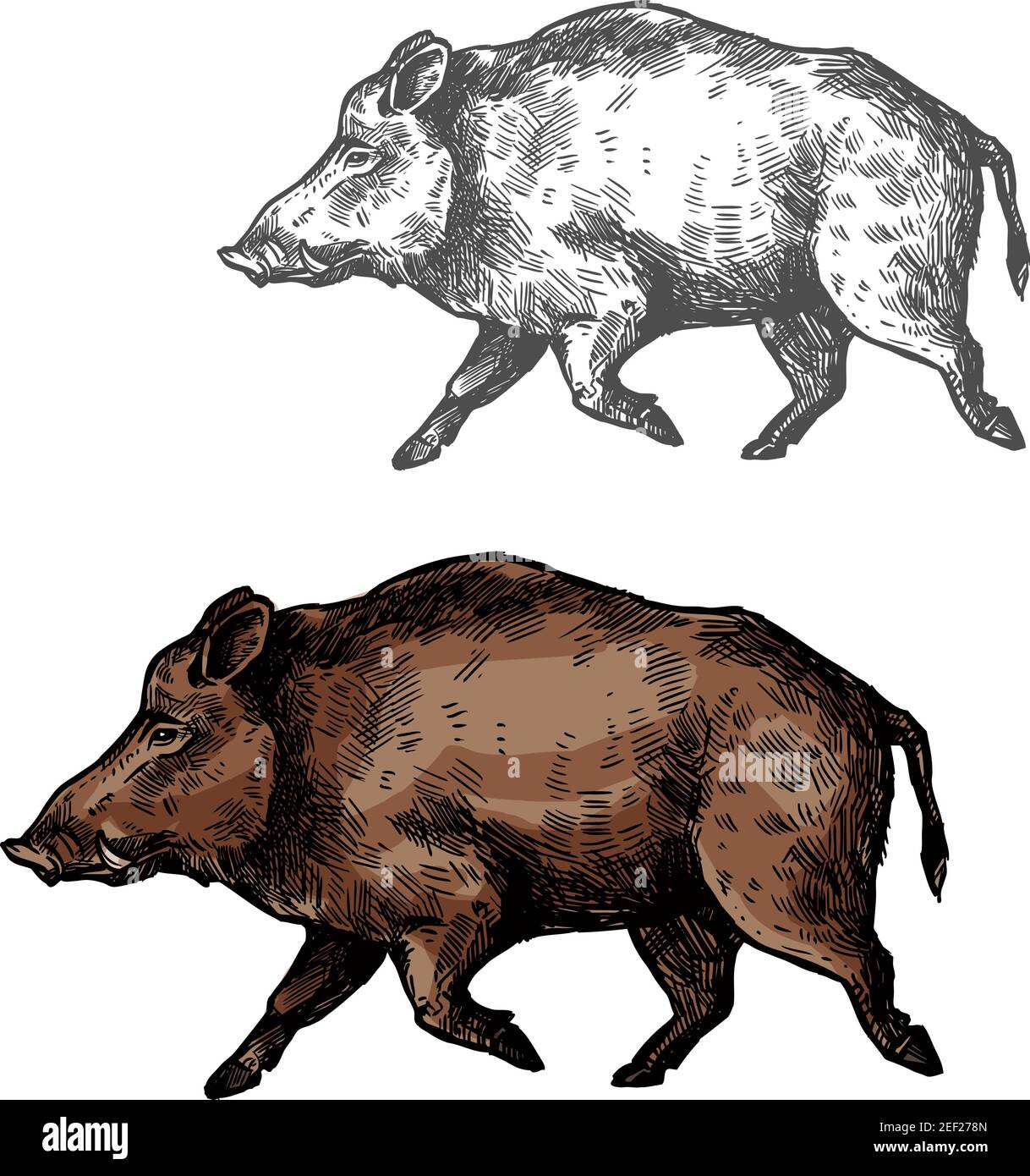 Boar wild animal vector sketch icon. Wild aper swine or pig hog side view  symbol for wildlife fauna and zoology or hunting sport team trophy symbol  an Stock Vector Image & Art -