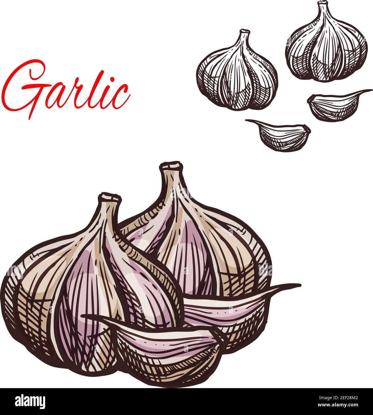 https://c8.alamy.com/comp/2EF28M2/garlic-seasoning-spice-herb-sketch-icon-vector-isolated-garlic-bulb-vegetable-plant-for-culinary-cuisine-cooking-or-flavoring-herbal-seasoning-ingred-2EF28M2.jpg
