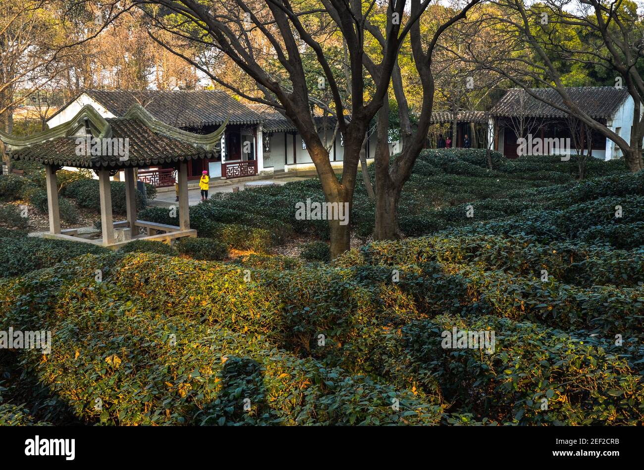 Chinese shaped trees hi-res stock photography and images - Alamy